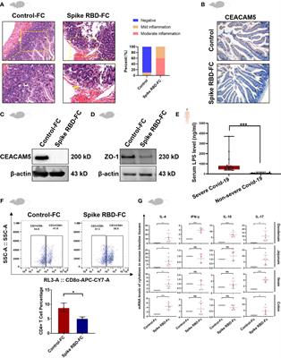 SARS-Cov-2 spike induces intestinal barrier dysfunction through the interaction between CEACAM5 and Galectin-9